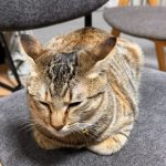 猫の生後9ヵ月頃は○○歳！？
